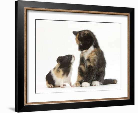 Tortoiseshell Kitten with Baby Tortoiseshell Guinea Pig-Mark Taylor-Framed Photographic Print