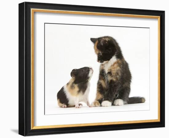 Tortoiseshell Kitten with Baby Tortoiseshell Guinea Pig-Mark Taylor-Framed Photographic Print