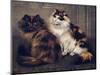 Tortoiseshell Persians-W. Luker-Mounted Photographic Print