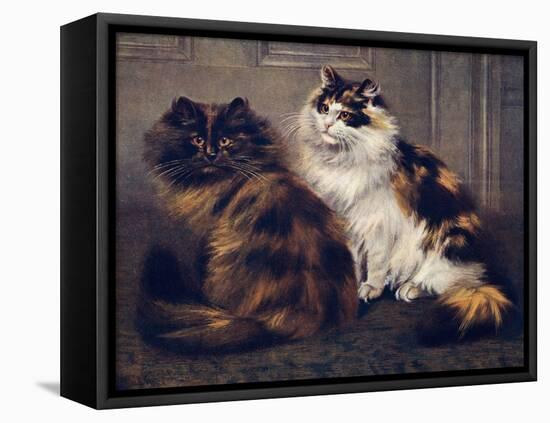 Tortoiseshell Persians-W. Luker-Framed Premier Image Canvas