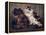 Tortoiseshell Persians-W. Luker-Framed Premier Image Canvas