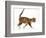 Tortoiseshell-tabby kitten, age 10 weeks, walking across.-Mark Taylor-Framed Photographic Print