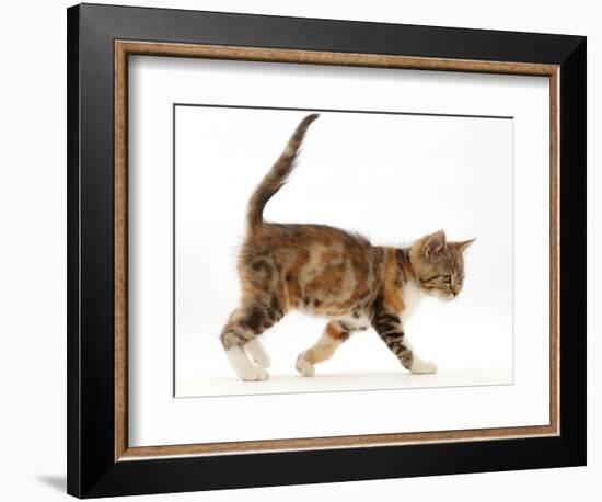 Tortoiseshell-tabby kitten, age 10 weeks, walking across.-Mark Taylor-Framed Photographic Print