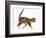 Tortoiseshell-tabby kitten, age 10 weeks, walking across.-Mark Taylor-Framed Photographic Print