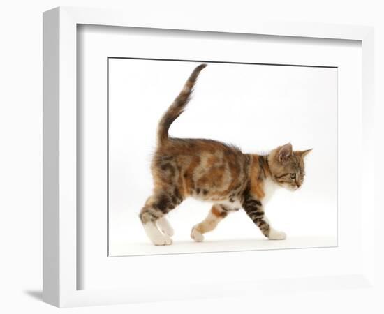 Tortoiseshell-tabby kitten, age 10 weeks, walking across.-Mark Taylor-Framed Photographic Print