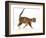 Tortoiseshell-tabby kitten, age 10 weeks, walking across.-Mark Taylor-Framed Photographic Print