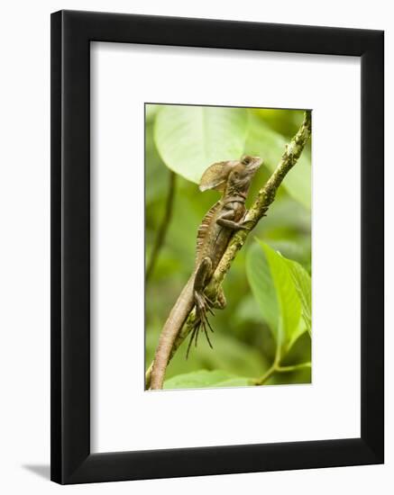 Tortuguero, Costa Rica. Brown, Striped or common basilisk (Basiliscus vittatus) climbing a tree.-Janet Horton-Framed Photographic Print