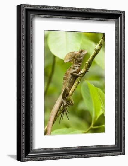 Tortuguero, Costa Rica. Brown, Striped or common basilisk (Basiliscus vittatus) climbing a tree.-Janet Horton-Framed Photographic Print