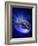 Torus Universe, Artwork-Mehau Kulyk-Framed Photographic Print