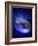 Torus Universe, Artwork-Mehau Kulyk-Framed Photographic Print