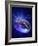 Torus Universe, Artwork-Mehau Kulyk-Framed Photographic Print