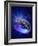 Torus Universe, Artwork-Mehau Kulyk-Framed Photographic Print