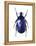 Torynorrhina Flower Beetle-Lawrence Lawry-Framed Premier Image Canvas