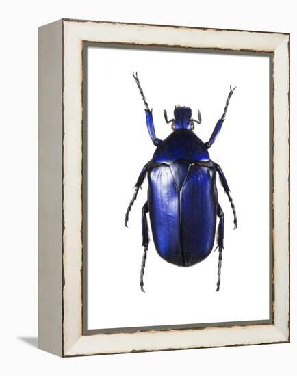 Torynorrhina Flower Beetle-Lawrence Lawry-Framed Premier Image Canvas