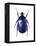 Torynorrhina Flower Beetle-Lawrence Lawry-Framed Premier Image Canvas