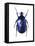 Torynorrhina Flower Beetle-Lawrence Lawry-Framed Premier Image Canvas