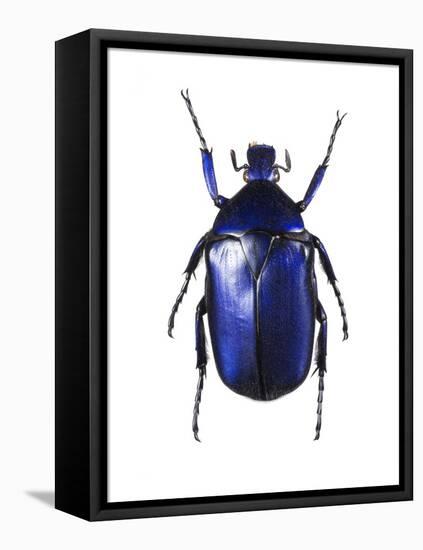 Torynorrhina Flower Beetle-Lawrence Lawry-Framed Premier Image Canvas