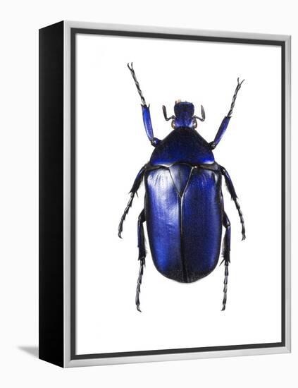 Torynorrhina Flower Beetle-Lawrence Lawry-Framed Premier Image Canvas