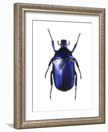 Torynorrhina Flower Beetle-Lawrence Lawry-Framed Photographic Print