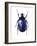 Torynorrhina Flower Beetle-Lawrence Lawry-Framed Photographic Print