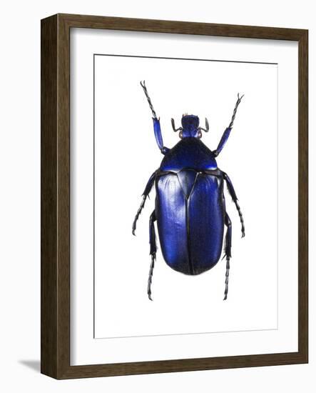 Torynorrhina Flower Beetle-Lawrence Lawry-Framed Photographic Print