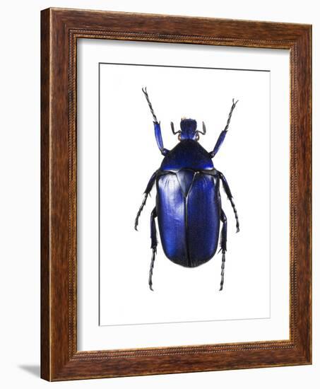 Torynorrhina Flower Beetle-Lawrence Lawry-Framed Photographic Print