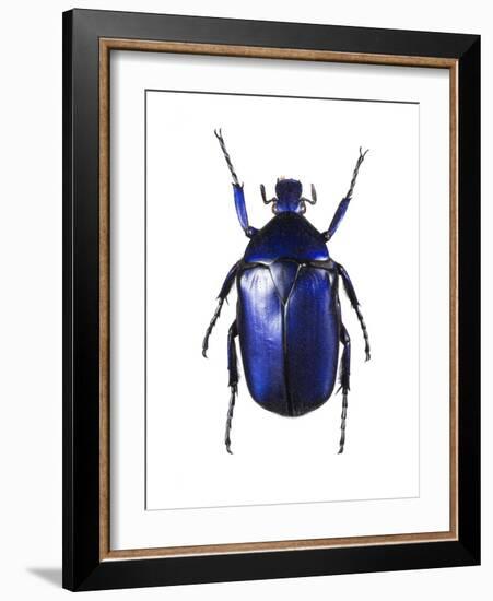 Torynorrhina Flower Beetle-Lawrence Lawry-Framed Photographic Print