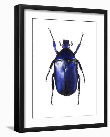 Torynorrhina Flower Beetle-Lawrence Lawry-Framed Photographic Print