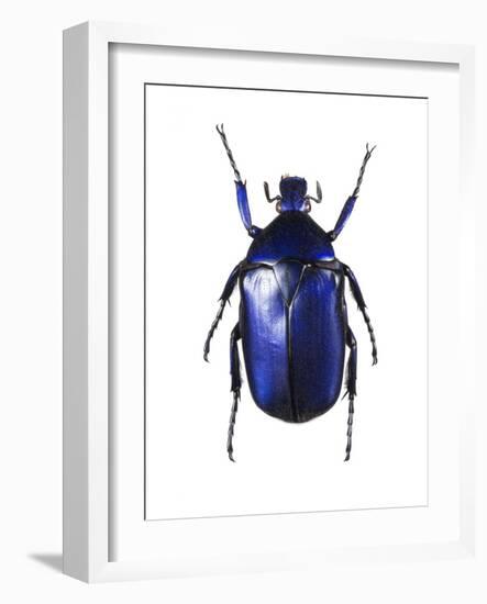 Torynorrhina Flower Beetle-Lawrence Lawry-Framed Photographic Print