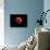 Total Lunar Eclipse Taken on December 10, 2011-null-Photographic Print displayed on a wall
