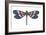 Totem Dragonfly-Matt James-Framed Art Print