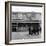 Tottenham Football Club, 1962-Monte Fresco O.B.E.-Framed Photographic Print