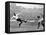 Tottenham Hotspur Vs. West Bromwich Albion, 1931-null-Framed Premier Image Canvas