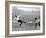 Tottenham Hotspur Vs. West Bromwich Albion, 1931-null-Framed Photographic Print