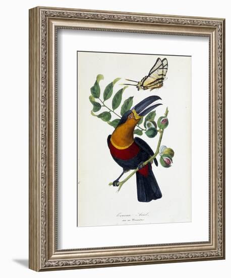 Toucan Ariel on a Muscadier and Butterfly Protesilas - in “” Le Jardin Des Plantes: Complete Histor-Unknown Artist-Framed Giclee Print