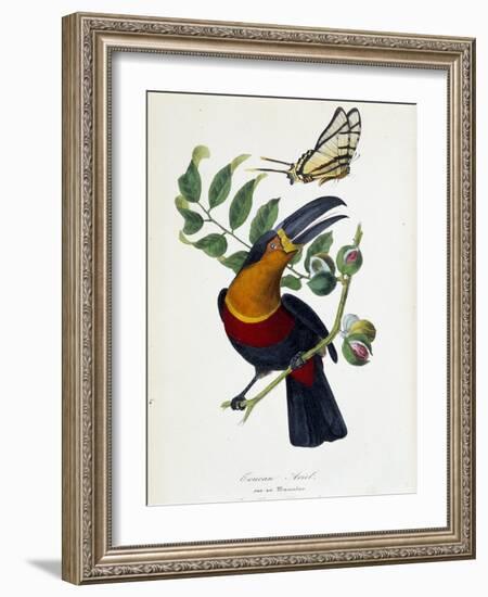 Toucan Ariel on a Muscadier and Butterfly Protesilas - in “” Le Jardin Des Plantes: Complete Histor-Unknown Artist-Framed Giclee Print