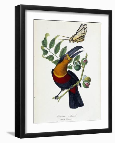 Toucan Ariel on a Muscadier and Butterfly Protesilas - in “” Le Jardin Des Plantes: Complete Histor-Unknown Artist-Framed Giclee Print