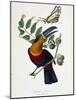 Toucan Ariel on a Muscadier and Butterfly Protesilas - in “” Le Jardin Des Plantes: Complete Histor-Unknown Artist-Mounted Giclee Print