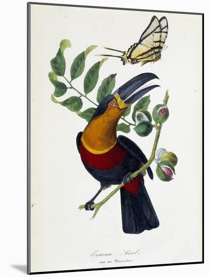 Toucan Ariel on a Muscadier and Butterfly Protesilas - in “” Le Jardin Des Plantes: Complete Histor-Unknown Artist-Mounted Giclee Print