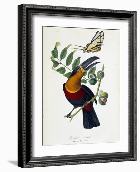 Toucan Ariel on a Muscadier and Butterfly Protesilas - in “” Le Jardin Des Plantes: Complete Histor-Unknown Artist-Framed Giclee Print