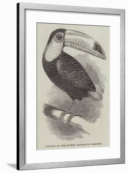 Toucan, at the Surrey Zoological Gardens-null-Framed Giclee Print