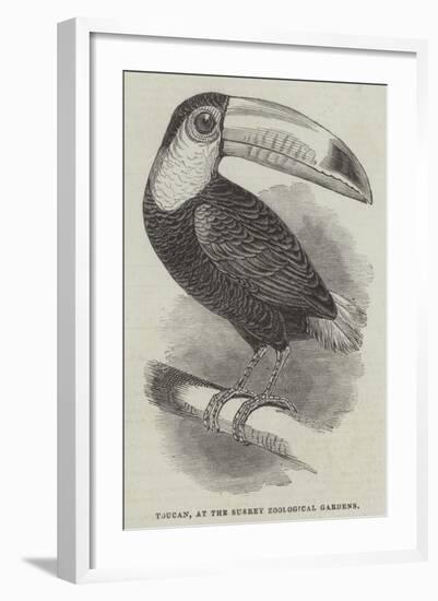 Toucan, at the Surrey Zoological Gardens-null-Framed Giclee Print