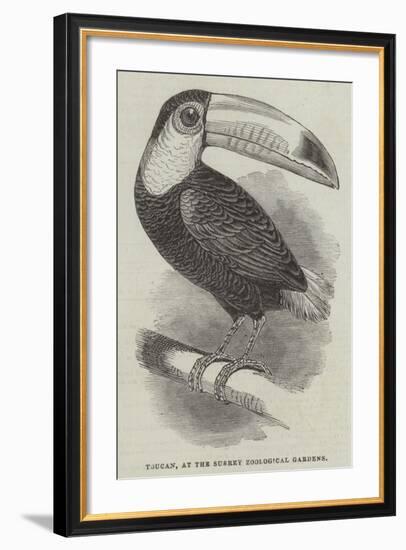 Toucan, at the Surrey Zoological Gardens-null-Framed Giclee Print