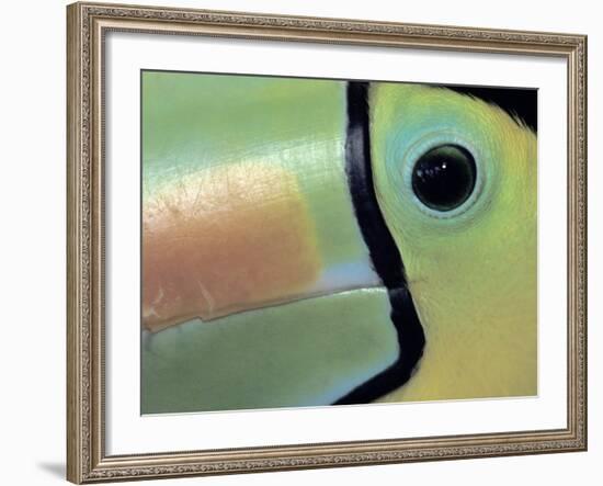 Toucan Close-up, Costa Rica-Darrell Gulin-Framed Photographic Print