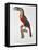 Toucan: Great Red-Bellied by Jacques Barraband-Jacques Barraband-Framed Premier Image Canvas