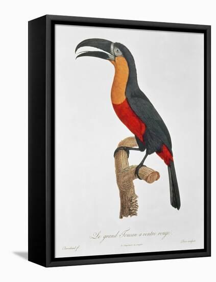 Toucan: Great Red-Bellied by Jacques Barraband-Jacques Barraband-Framed Premier Image Canvas