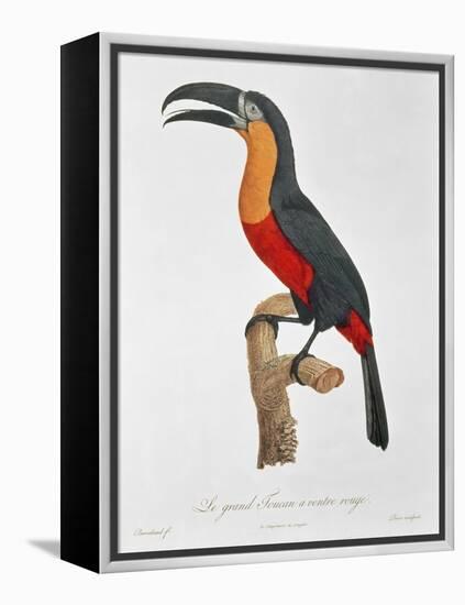 Toucan: Great Red-Bellied by Jacques Barraband-Jacques Barraband-Framed Premier Image Canvas