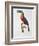 Toucan: Great Red-Bellied by Jacques Barraband-Jacques Barraband-Framed Giclee Print