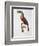 Toucan: Great Red-Bellied by Jacques Barraband-Jacques Barraband-Framed Giclee Print