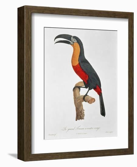 Toucan: Great Red-Bellied by Jacques Barraband-Jacques Barraband-Framed Giclee Print